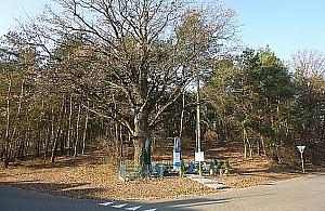 Nowy park w Legionowie? "Nie wytniemy żadnego drzewa"