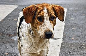 Pies wtargnie na ulicę? Właścicielowi grozi 5 tys. zł kary