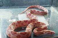 "Zbożowy z Żytniej". Wąż na klatce schodowej