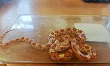 "Zbożowy z Żytniej". Wąż na klatce schodowej