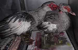 "Dziwne ptaki" na Kępie Potockiej. Ktoś wypuścił je celowo