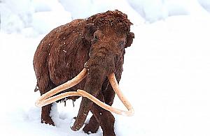 Mamy tu mamuta. Odkrycie na budowie metra