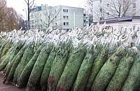 1000 choinek do wzięcia. Wystarczy wypełnić ankietę