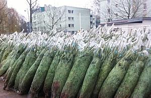 1000 choinek do wzięcia. Wystarczy wypełnić ankietę