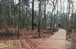 Łoś na placu zabaw? Nowości w Lesie Bemowskim