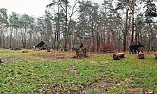 Łoś na placu zabaw? Nowości w Lesie Bemowskim