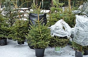 Masz choinkę w doniczce? Oddaj ją do lasu