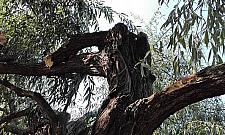 Wycinka w parku Bródnowskim. "Znowu będzie pustynia"