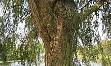 Wycinka w parku Bródnowskim. "Znowu będzie pustynia"