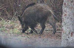 Odstrzał dzików na Białołęce. Znamy termin