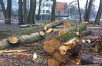 Wycięli drzewa w parku Picassa. "Nie mieliśmy wyboru"