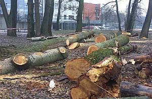 Wycięli drzewa w parku Picassa. "Nie mieliśmy wyboru"