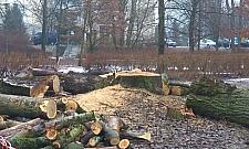 Wycięli drzewa w parku Picassa. "Nie mieliśmy wyboru"