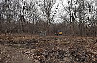 Piły poszły w ruch. Co z nowym parkiem?