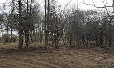 Piły poszły w ruch. Co z nowym parkiem?