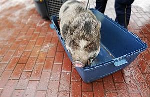 Świnia z ulicy Uroczej. "Miała przyjazne zamiary"