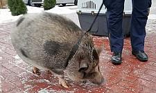 Świnia z ulicy Uroczej. "Miała przyjazne zamiary"