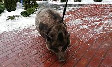 Świnia z ulicy Uroczej. "Miała przyjazne zamiary"