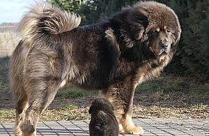 Stróż olbrzym poszukuje domu na Białołęce