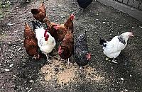 Kury i kozy przy plaży Romantycznej