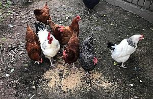 Kury i kozy przy plaży Romantycznej