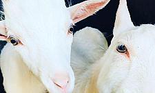 Kury i kozy przy plaży Romantycznej