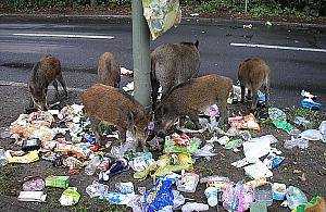 Kolejny odstrzał dzików. Myśliwi w lasach Wawra i Białołęki