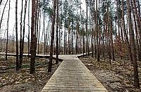 Las na Utracie w trakcie metamorfozy