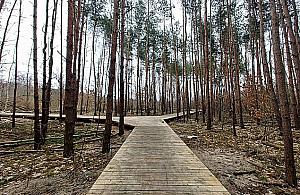 Las na Utracie w trakcie metamorfozy