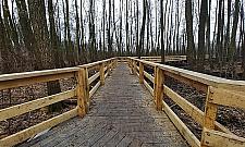 Las na Utracie w trakcie metamorfozy