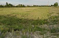 Mieszkania czy zieleń nad Wisłą? "NIE dla paraliżu Białołęki"