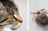 Kleszcze już atakują. Gdzie należy uważać?