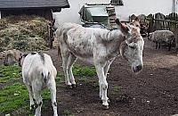 Osiołek Franek i ferajna z Dewajtis chorują. "Winni mieszkańcy"