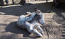 Osiołek Franek i ferajna z Dewajtis chorują. "Winni mieszkańcy"