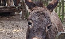 Osiołek Franek i ferajna z Dewajtis chorują. "Winni mieszkańcy"