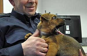 Nowy pupil strażników. Nazwali go "Słoik"