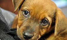 Nowy pupil strażników. Nazwali go "Słoik"