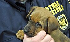 Nowy pupil strażników. Nazwali go "Słoik"