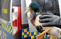 Kto skrzywdzi� kaczora? [UWAGA, DRASTYCZNE ZDJ�CIA]