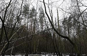 Wielka wycinka w lesie Bródnowskim. "Natura sobie nie radzi"