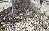 Przebiśniegi już są. Wiosna dla palaczy