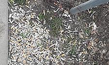 Przebiśniegi już są. Wiosna dla palaczy