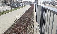 Przebiśniegi już są. Wiosna dla palaczy