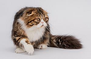 Święto kotomaniaków. Zobacz zdjęcia