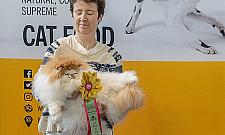 Święto kotomaniaków. Zobacz zdjęcia