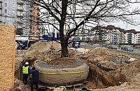 Operacja Dąb na Tarchominie. Przesadzili wielkie drzewo