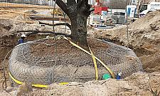 Operacja Dąb na Tarchominie. Przesadzili wielkie drzewo