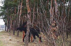 Łoś batem na drogowych piratów? Pomysł dla Białołęki