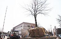 Przesadzają dęby. Wycinka jest passé?