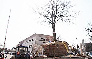 Przesadzają dęby. Wycinka jest passé?